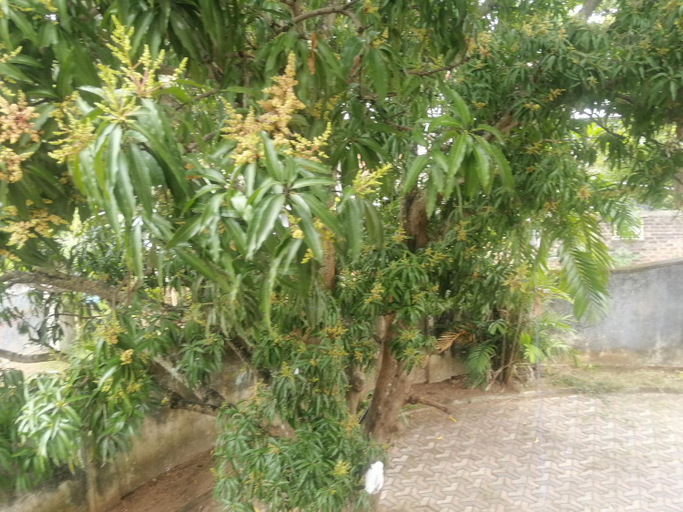 Others 2, Sunshine Guest House, Thamankaduwa
