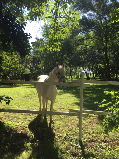 Others 4, Guesthouse Le Pujol, Haute-Garonne
