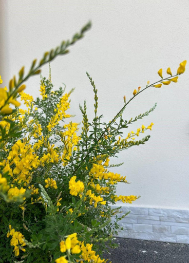 Others 2, B&B La Ginestra, Salerno