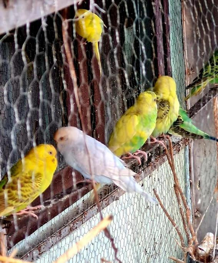 Others 4, Olive Greens Homestay, Dehradun