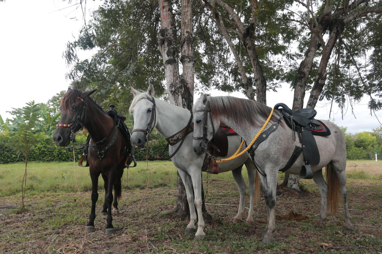 Others 5, Natural View, Melgar