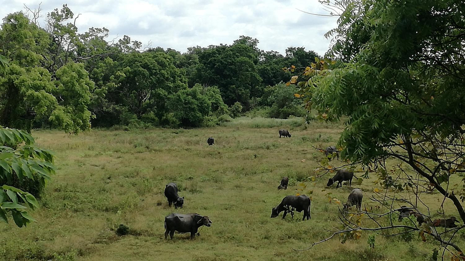 Others 5, Sigiriya Forest View, Dambulla