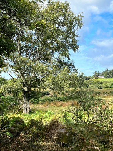 Others 5, The Hazel Hut