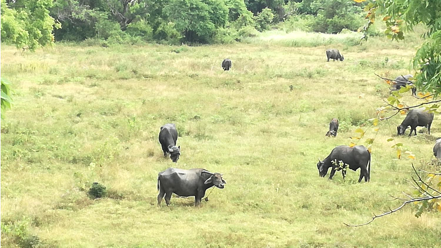 Others 4, Sigiriya Forest View, Dambulla