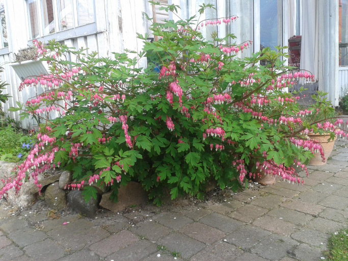 Others 4, Belvedere B&B, Svendborg