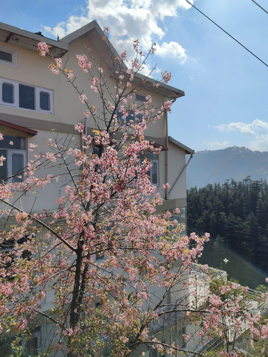 Exterior & Views 2, Vatsalyam Homestay, Shimla