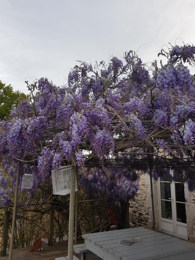 Others 5, La THIBAUDIERE Glycine, Haute-Vienne