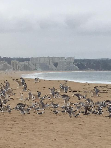 4, Cabanas en Algarrobo Norte, San Antonio
