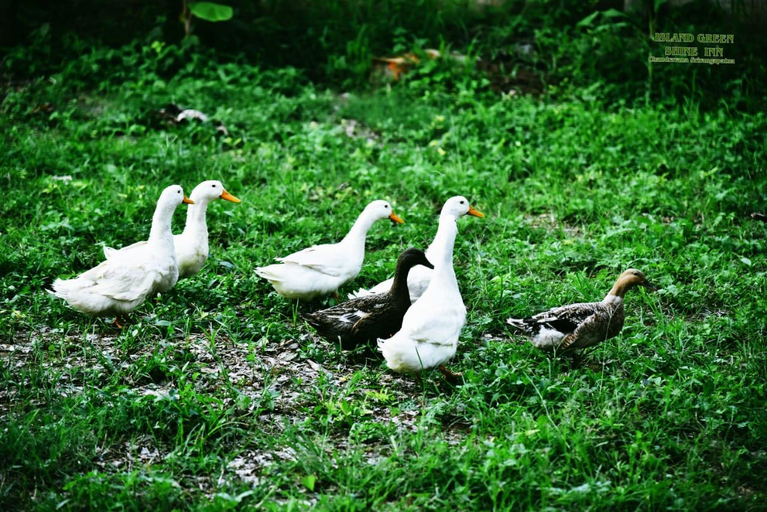 Others 5, Green Island Nature Stay, Mandya