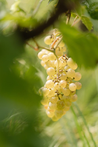 Others 5, Monschein Weingut Straden, Südoststeiermark