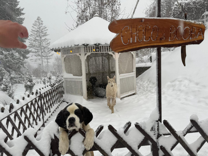 Others 2, Chalet jolie Luxury Vila Sinaia, Sinaia
