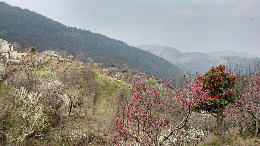 Others 2, Ababeel Homestay, Hartola, Nainital