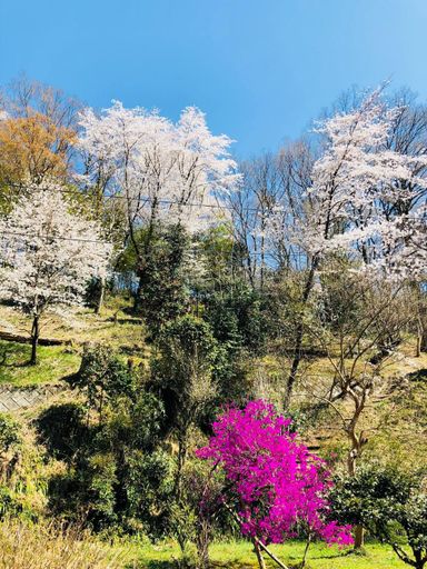 Scenery