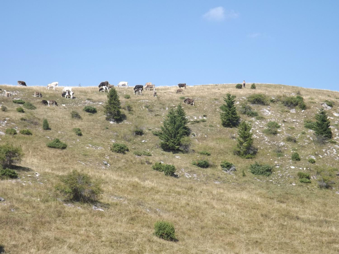 Others 4, Casa Matteo, Capatanenii Pamanteni