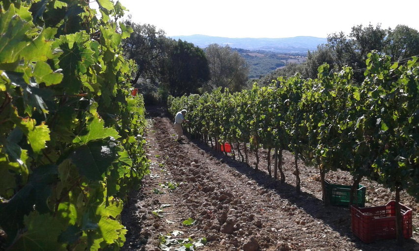 Others 3, Agriturismo Belvedere Di Pierini E Brugi, Grosseto
