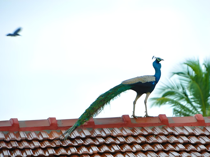 Others 5, Thompukandam Village Resort, Ninthavur