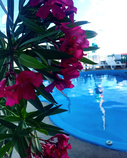 Sport & Beauty 3, Sea Scape Inn - A Fine Family Destination, Cape May