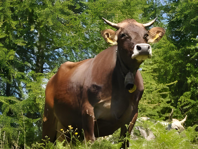 Others 5, Rifugio Serot, Trento