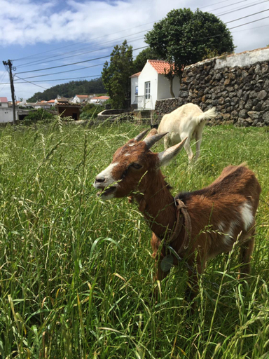 Others 3, The Azores Homestead - Terceira, Angra do Heroísmo
