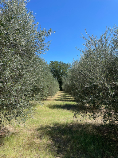 Others 5, Casale dell'Assiolo Bed and Breakfast, Perugia