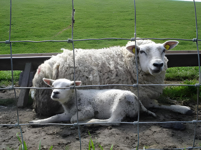 Others 5, B&B Duinblick, Texel