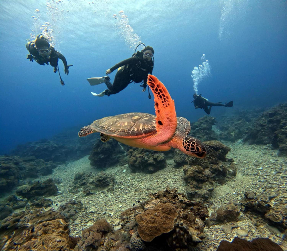 Others 4, sea monkey diving homestay, Taitung