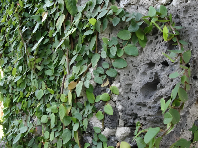 Others 4, Las Casitas Tepoztlan, Tepoztlán