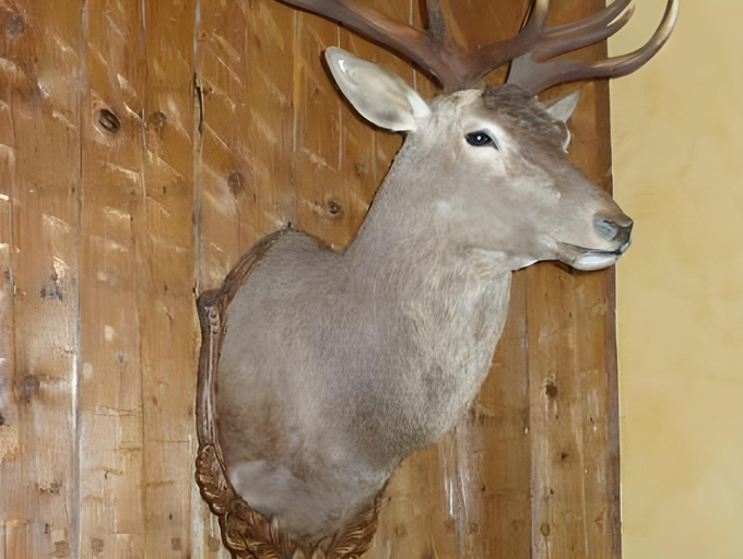 Others 4, Zum Roten Hirsch im Grunen Wald, Saalfeld-Rudolstadt