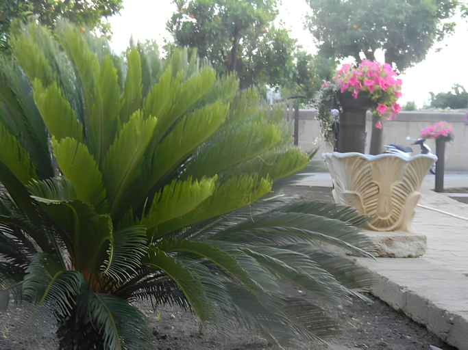 Others 5, B&B Villa Elisa, Napoli