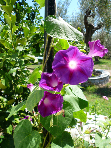 Others 3, Liossis Rooms & Apartments, Thessaly