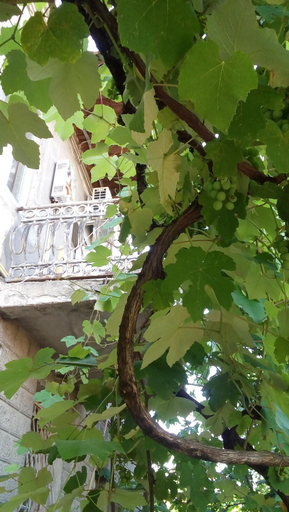 Others 3, Elco, Zugdidi