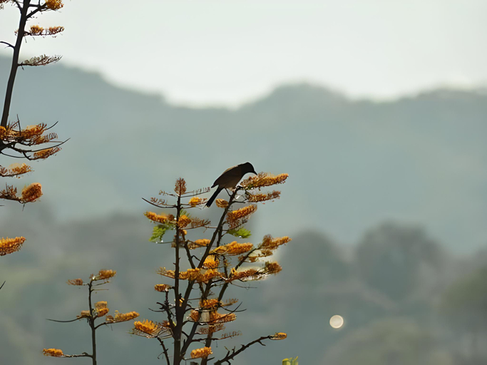 Others 5, Hotel Sunrise Cottage, Solan