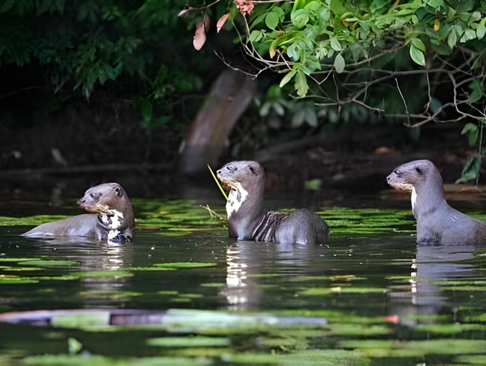 Others 4, Tambopata River, Tambopata
