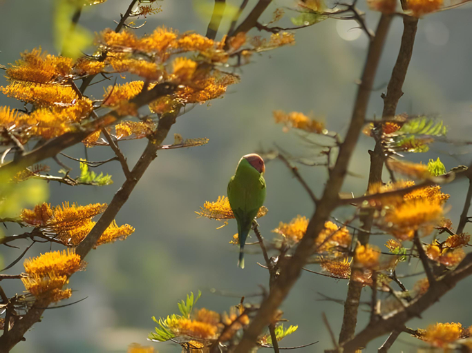 Others 2, Hotel Sunrise Cottage, Solan