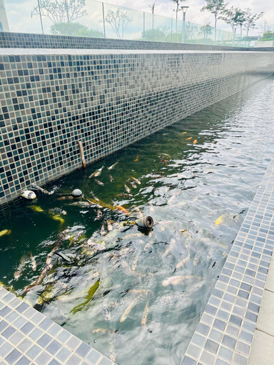 Swimming Pool 18