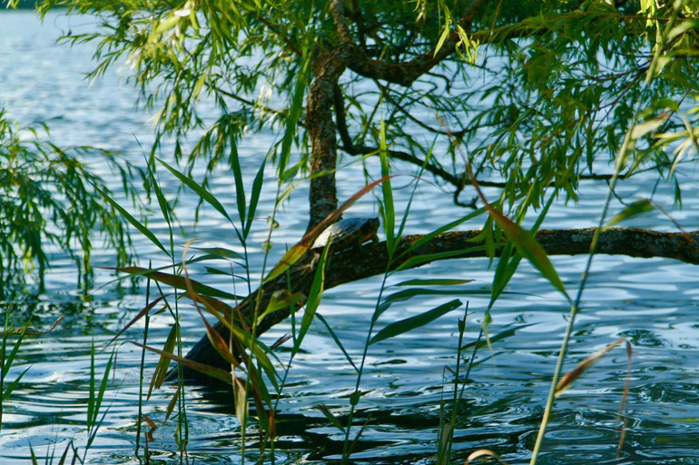 Others 3, Waldstrand Berger, Spittal an der Drau