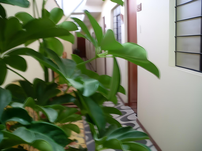 Others 3, Anccalla Inn Guesthouse, Nazca