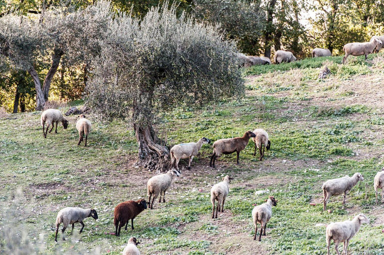 Others 4, Tenuta San Felice, Perugia