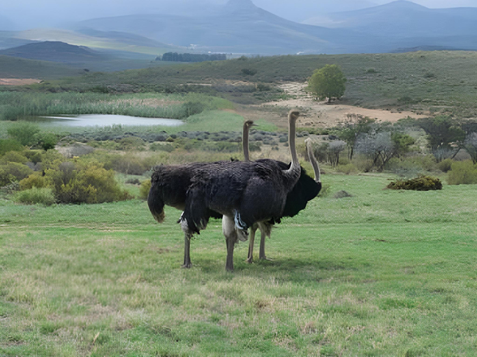 Others 5, Galenia Estate, Cape Winelands