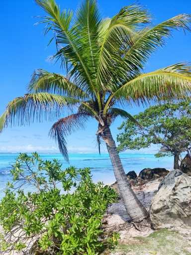 Others 2, ALAROOTS HUAHINE