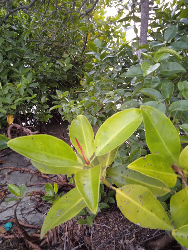 Others 3, Rangani Lagoon Resort, Kalpitiya
