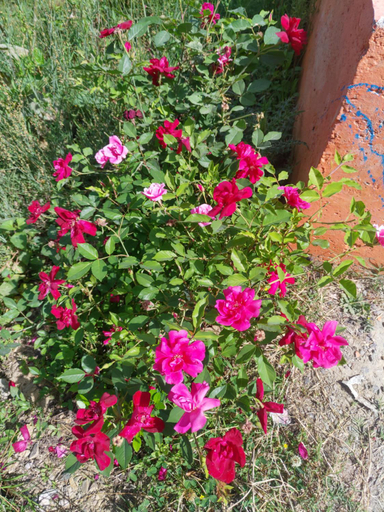 Others 3, DWARIKA HOTEL, Almora