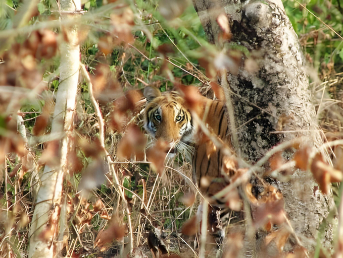 Food & Drinks 5, Racyshade Resort- Bardia National Park, Bheri