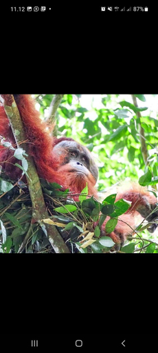 Others, Sumatra Treking Lauser Park, Langkat