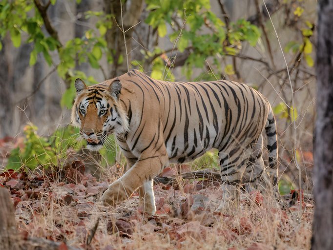 Public Area, The Riverwood Forest Retreats Pench, Seoni