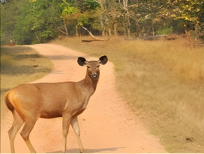 Others 4, The Riverwood Forest Retreats Pench, Seoni