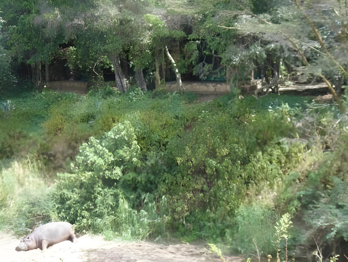 Others 5, Fig Tree Camp - Maasai Mara, Narok West