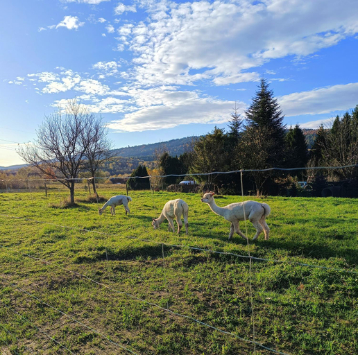 Blisko Lasu, Bieszczady