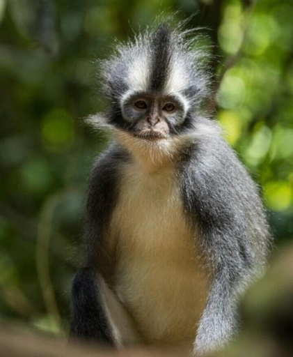 Others 5, Wild Paradise Guest House & Jungle Trekking Booking With Us, Langkat