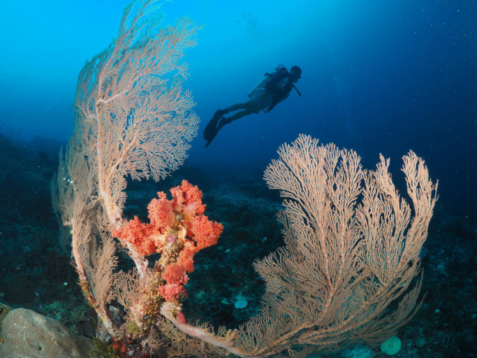 Others 4, Liberty's Lodge and Diving - Apo Island, Dauin